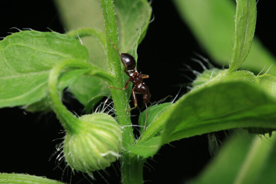 formica fusca ant insect macro photo