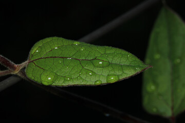 water drops macro photo on grass