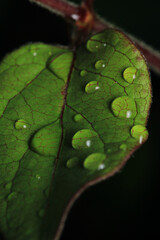 water drops macro photo on grass