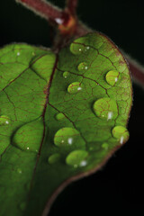 water drops macro photo on grass