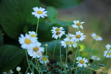 Obraz premium Natural Bellis Perennis Macro Photo
