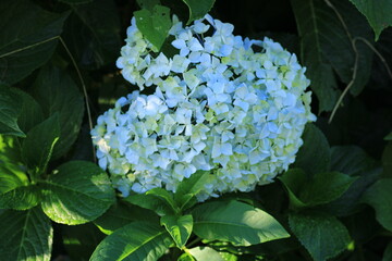 french hydrangea leaves flower photo