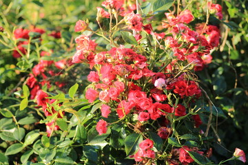 Obraz premium red rose flower macro photo