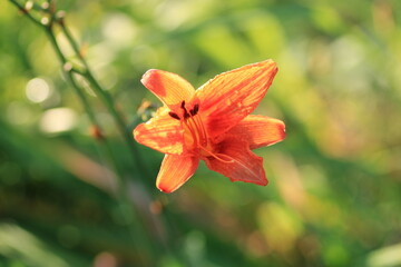 pink lilium lancifolium flower macro