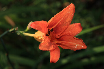 pink lilium lancifolium flower macro