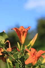 pink lilium lancifolium flower macro