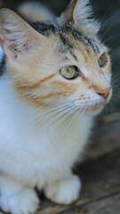 tiny blue eyed kittens photo