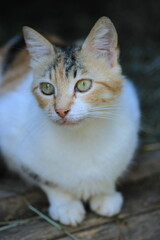 Obraz premium tiny blue eyed kittens photo