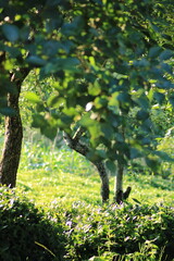 natural forest lake landscape photo