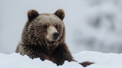 Obraz premium Grizzly Bear in a Snowy Wilderness