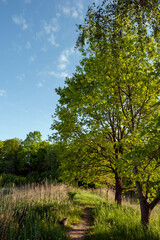 A lonely tree in a green field against a warm sky. The path to my goal.