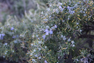 Blossom of Rosemary, Rosmarinus officinalis, ornamental and medicinal plant