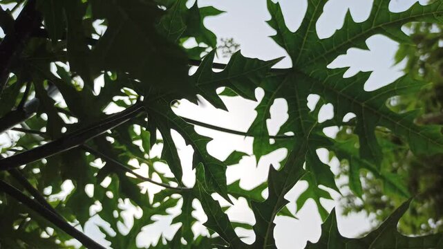 iodine leaves