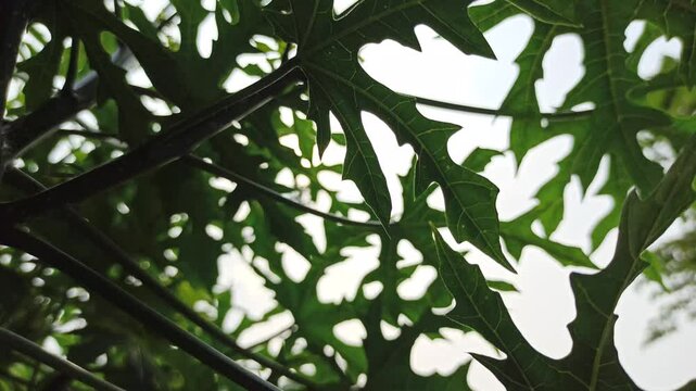 iodine leaves