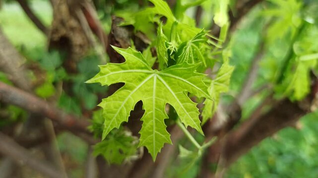 iodine leaves