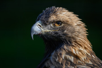 Royal eagle in head detail.
