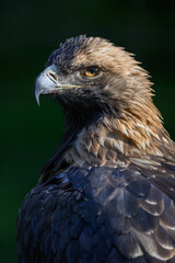 Royal eagle in head detail.
