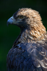 Royal eagle in head detail.

