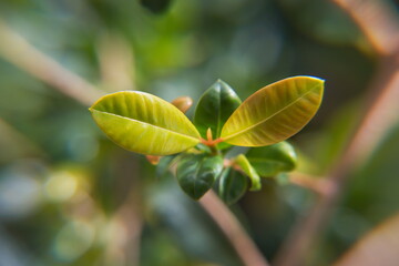  Foliage of Syzýgium panicúlatum , magenta cherry, is a species of flowering plant in the myrtle family Myrtaceae, native to New South Wales