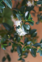  Syzýgium panicúlatum in bloom, magenta cherry, is a species of flowering plant in the myrtle...