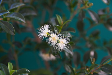  Syzýgium panicúlatum in bloom, magenta cherry, is a species of flowering plant in the myrtle family Myrtaceae, native to New South Wales