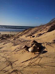 mushroom in the sand 