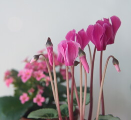 Cyclamen hederifolium, Ivy-leaved cyclamen, sowbread with pink flowers