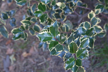 Foliage of Ilex aquifolium with variegated leaves, Christmas english holly plant