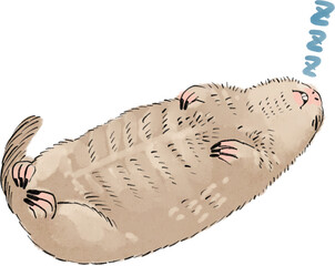 ぐっすり仰向けで眠るリチャードソンジリスのイラスト