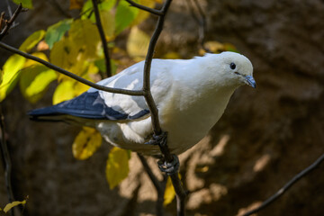 Two-colored pigeon sitting on a branch.
