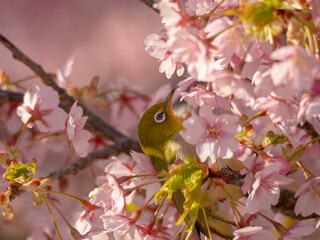 河津桜で朝ごはん