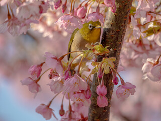 カワヅザクラとかわいいメジロ