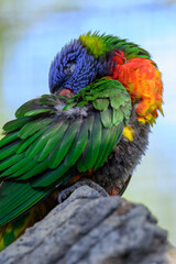 A mountain lory parrot sleeps on a branch in an outdoor aviary.

