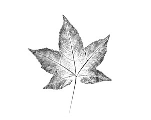 Black and white birch or maple leaf print stamp of botanical leaves and stem. Plain leaf sketched art background.