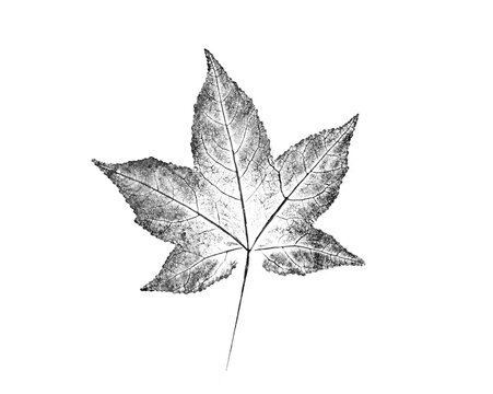 Black and white birch or maple leaf print stamp of botanical leaves and stem. Plain leaf sketched art background.