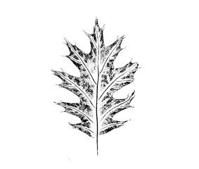 Black and white oak leaf print stamp of botanical leaves and stem. Plain leaf sketched art background.