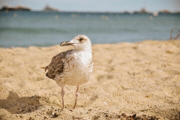 Lone Caspian gull bird stands on a sandy beach with gentle waves in the background. On a sunny day