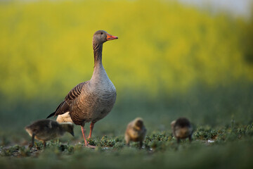 Gęgawa, gęś gęgawa,  (Anser anser) greylag goose © Bartosz Rakoczy