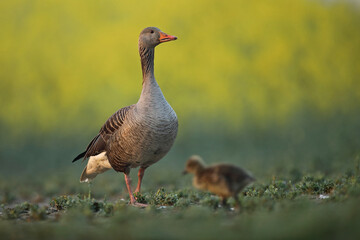 Gęgawa, gęś gęgawa,  (Anser anser) greylag goose © Bartosz Rakoczy