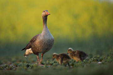 Gęgawa, gęś gęgawa,  (Anser anser) greylag goose © Bartosz Rakoczy