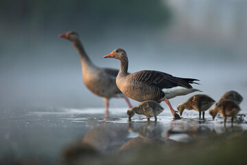 Gęgawa, gęś gęgawa,  (Anser anser) greylag goose © Bartosz Rakoczy