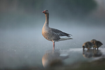 Gęgawa, gęś gęgawa,  (Anser anser) greylag goose © Bartosz Rakoczy