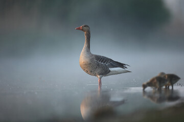 Gęgawa, gęś gęgawa,  (Anser anser) greylag goose