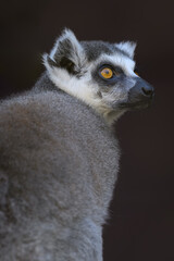 Lemur catta in head detail.

