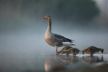 Gęgawa, gęś gęgawa,  (Anser anser) greylag goose © Bartosz Rakoczy