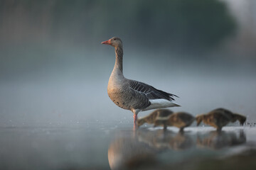 Gęgawa, gęś gęgawa,  (Anser anser) greylag goose © Bartosz Rakoczy
