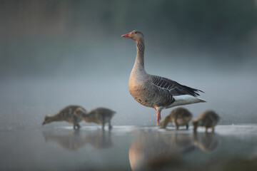 Gęgawa, gęś gęgawa,  (Anser anser) greylag goose © Bartosz Rakoczy