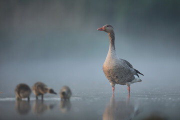 Gęgawa, gęś gęgawa,  (Anser anser) greylag goose © Bartosz Rakoczy