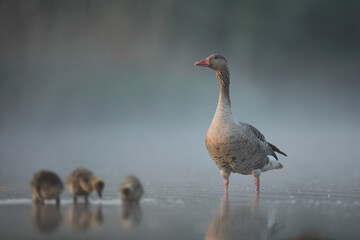 Gęgawa, gęś gęgawa,  (Anser anser) greylag goose © Bartosz Rakoczy