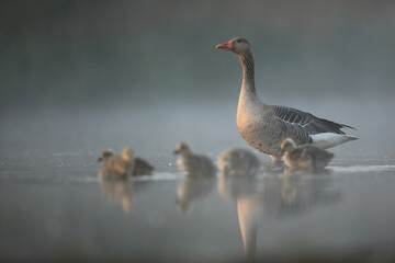 Gęgawa, gęś gęgawa,  (Anser anser) greylag goose © Bartosz Rakoczy